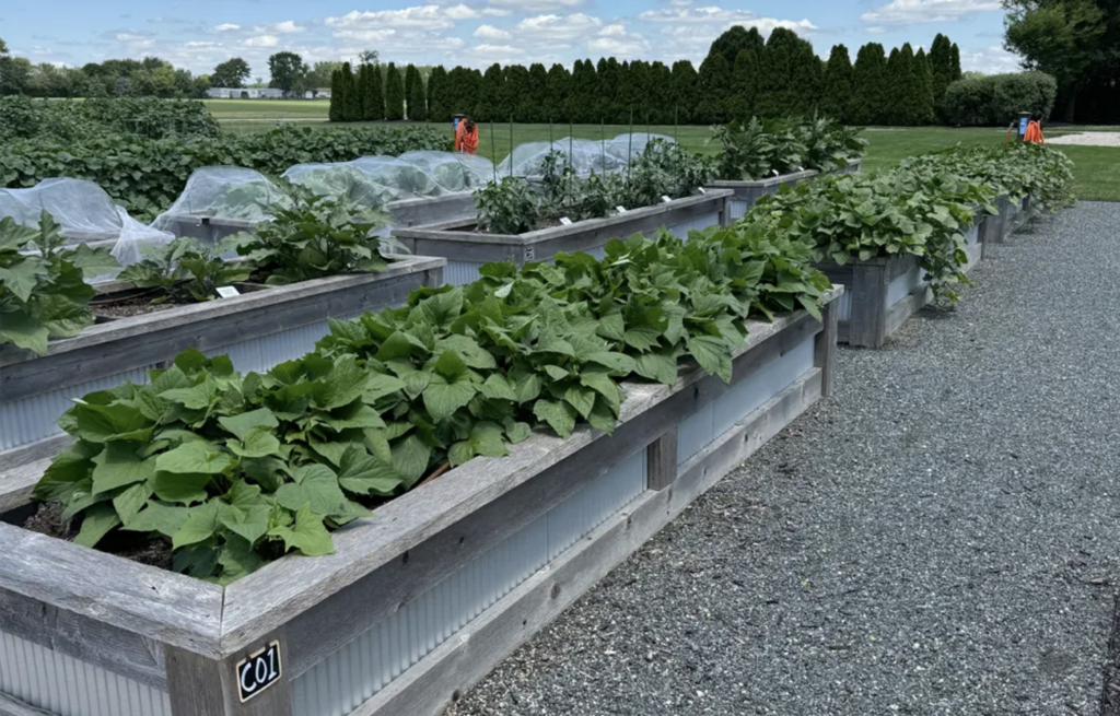 Image of several raised bed gardens filled with green plants